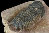 Uncommon Crotalocephalus Trilobite - Atchana, Morocco #171516-5